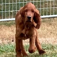 Irish Setter Puppies from Motley Acres Farm