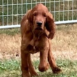 Irish Setter Puppies from Motley Acres Farm