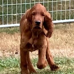 Irish Setter Puppies from Motley Acres Farm
