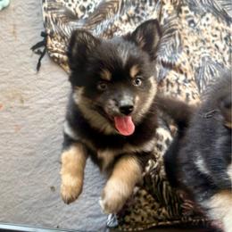 Little Dipper - Black and white female Pomsky puppy in Titusville, Florida from River Enz Pomskies