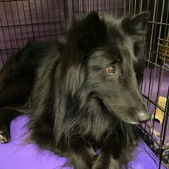 Afghan Hounds and Belgian Sheepdogs from Celebre