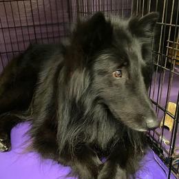 Afghan Hounds and Belgian Sheepdogs from Celebre