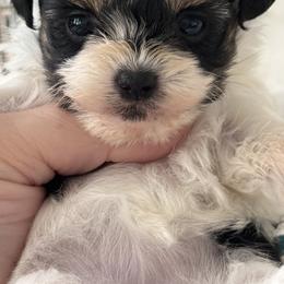 Maltipoo, Poodle, and Yorkipoo Puppies from Doodle Pups Fur-Ever