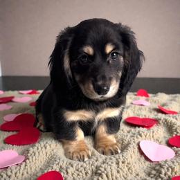 Finley - Black and cream male Dachshund puppy in Gilbertsville, Kentucky from DeLaunes Dachshunds