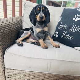 Brown - Blue ticked and tan male Bluetick Coonhound puppy in Cherryville, North Carolina from Evenstar-WesRidge Bluetick Hounds