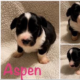 Aspen - Black and white female Cardigan Welsh Corgi puppy in Box Elder, South Dakota from BELieve Cardigan Welsh Corgis