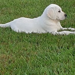 Labrador Retriever Puppies from Hilsabeck Labs