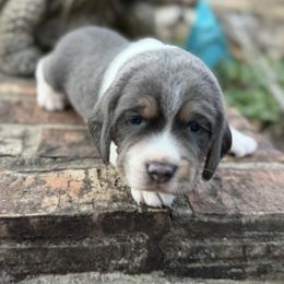 Gilly AKC - Blue tan and white male Beagle puppy in Rogersville, Missouri from Hales Little Beagle Haven