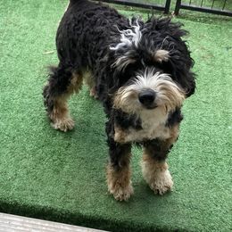 Briggs - Bernedoodle
