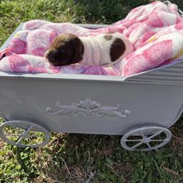 Pink - Liver and white female German Shorthaired Pointer puppy in Union Hall, Virginia from Rustic Creek Farms