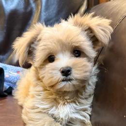 Missy - Apricot female Maltipoo puppy in Lancaster, South Carolina from 3 Bs Havanese-PUPPIES with  PURPOSE