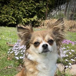 Gizmo - Chihuahua