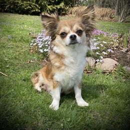 Gizmo - Chihuahua