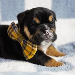 Boxer, Bulldog, and French Bulldog Puppies from Hillview Kennels