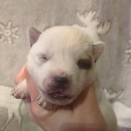 Girl 1 - Red speckled female Australian Cattle Dog puppy in Mena, Arkansas from Red Desert Australian Cattle Dogs