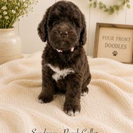 Sundance - Brown female Bernedoodle puppy in Thornville, Ohio from Four Front Doodles & Friends