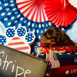 Stripe (orange male) 2887.7 - Black and tan male Dachshund puppy in Loris, South Carolina from Dogwood Mountain Dachshunds