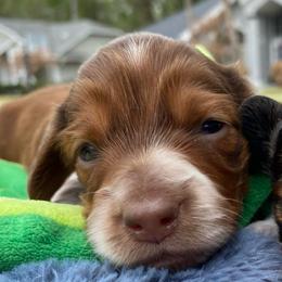 Meika - Dapple female Dachshund puppy in Lake Mary, Florida from Lakeside Doxies