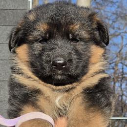 Cindy - Black and red female German Shepherd puppy in Bridgewater, New Jersey from Hamza's German Shepherds