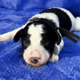 Black collar - Phantom male Poodle puppy in Huntsville, Alabama from Flint River Poodles