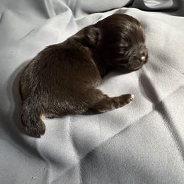 Dolly - Chocolate and tan female Yorkshire Terrier puppy in California from All Star Yorkies