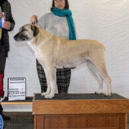 Raina - Anatolian Shepherd Dog