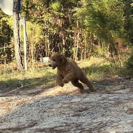 Blue Collar - Red  male Poodle puppy in Vass, North Carolina from Dakliff Standard Poodles