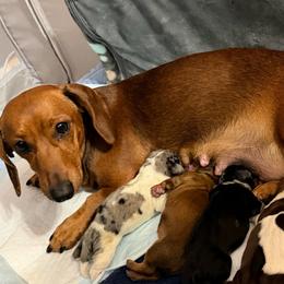 Molly - Dachshund