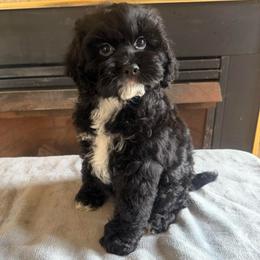 Melania - Black female Cockapoo puppy in Connersville, Indiana from MoonShine Babies