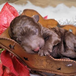 Rex - Chocolate male Goldendoodle puppy in Woodburn, Indiana from DNLS Doodle Puppies