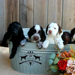 English Cocker Spaniel Puppies from HighBrassGunDogs