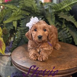Stevie - Red  female Goldendoodle puppy in Newcastle, Oklahoma from Hollywood Doodles