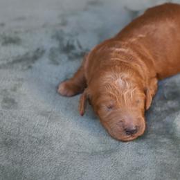 Orion - Apricot male Goldendoodle puppy in Macclenny, Florida from Baker County Goldendoodles