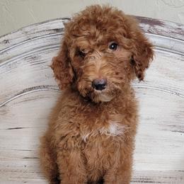 Fanboy (Green Collar) - Red  male Goldendoodle puppy in Scurry, Texas from 07 Seven Oaks Goldens and Doodles