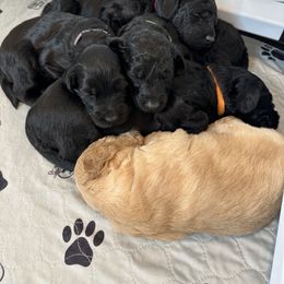 Goldendoodle Puppies from Jonesin for Doodles
