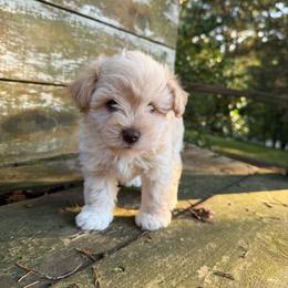 Willow(was Baby Ruth) - Wheaten female Miniature Schnauzer puppy in Clover, South Carolina from Bobo’s Babies Kennels