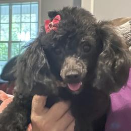 Essie Ray - Poodle