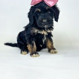 Truffle - Phantom female Goldendoodle puppy in Davison, Michigan from Dreaming Doodles