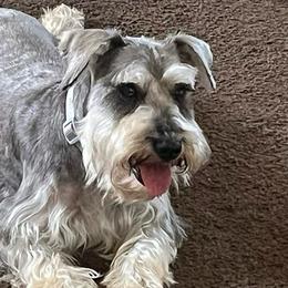 Koda - Miniature Schnauzer