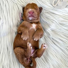 Girl 1 - female Goldendoodle puppy in Bell Buckle, Tennessee from Precious Puptown Doodles