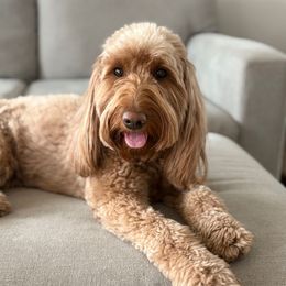 Maybeline - Goldendoodle