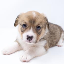 FiFi (Teal Collar) - Health Tested Parents - Red female Pembroke Welsh Corgi puppy in Sacramento, California from Limitless Huskies
