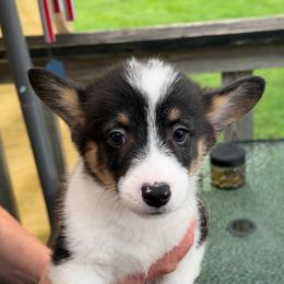 Boy 1 - Black and tan male Pembroke Welsh Corgi puppy in Nevada, Iowa from Rogers AKC Corgis of Iowa.