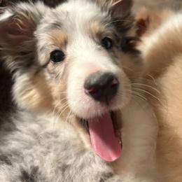 Winter Rose - Blue merle and white female Shetland Sheepdog puppy in Martinton, Illinois from KW Kennels