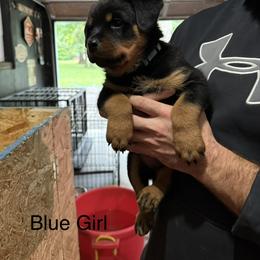 Girl 1 - Black and mahogany female Rottweiler puppy in Lima, Ohio from Vom Hause Bishop