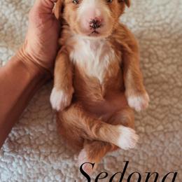Bernedoodle Puppies from 5280 Bernedoodles