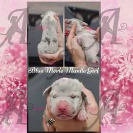 Blue Merle Mantle Girl - Mantle merle female Great Dane puppy in Longview, Texas from Lazy A Danes