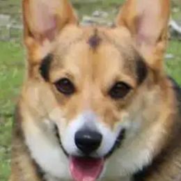 Sarah - Pembroke Welsh Corgi