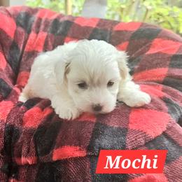 Boy 2 - male Maltipoo puppy in Palm Coast, Florida from Doggies4you