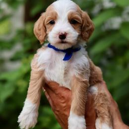 Theodor - Navy collar boy - Red  male Goldendoodle puppy in Ruthorfordton, North Carolina from Duncan Doodles Goldendoodles